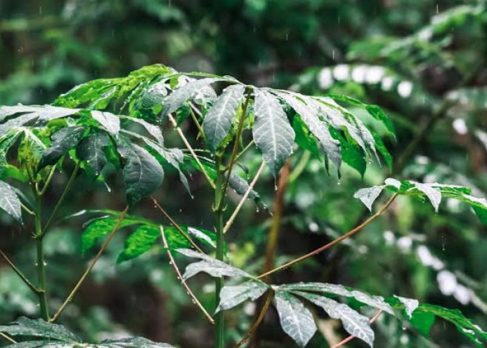 Yuk Kenali Manfaat Daun Singkong yang Ampuh Cegah Berbagai Penyakit!