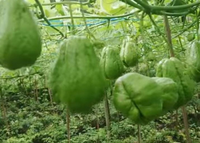 Inilah 6 Manfaat Labu Siam yang Harus Kamu Ketahui