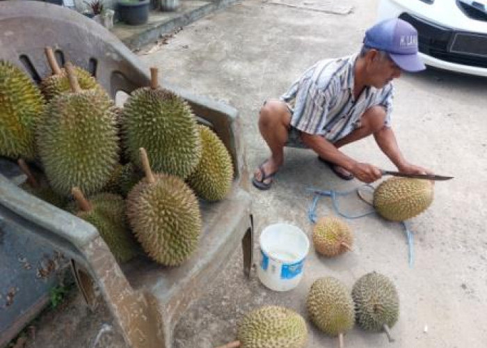Raih Untung Banyak yang Dirasakan Petani Durian Kecamatan Simpang 