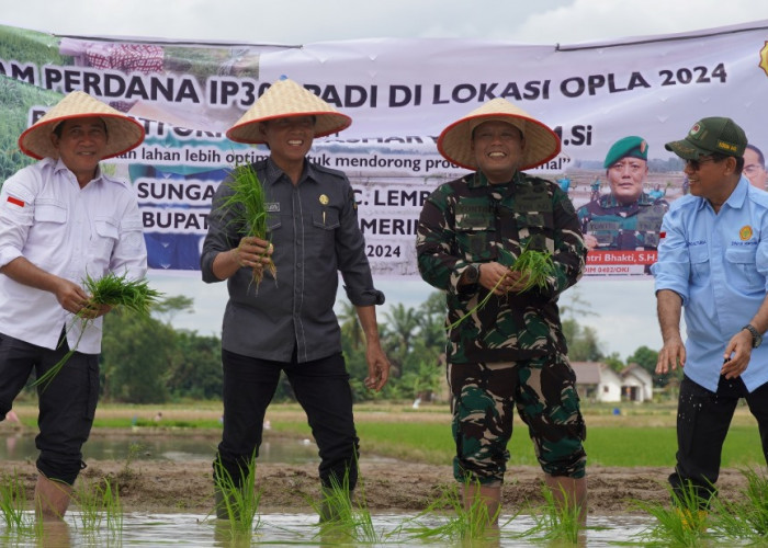 Bisa Panen 3 Kali! Petani OKI Tanam Padi IP 300, Ini Tujuannya