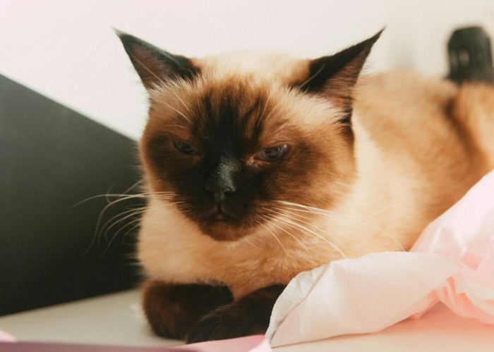 Memelihara Kucing Meningkatkan Risiko Terkena Skizofrenia? Hasil Studi Bilang Begini