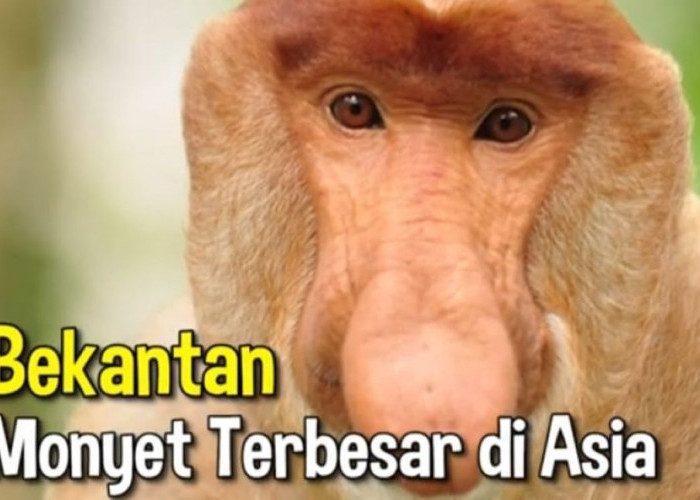 Berikut 7 Fakta Menarik Hewan Bekantan, Nomor 5 Ternyata Punya Hidung Besar dan Pandai Berenang 