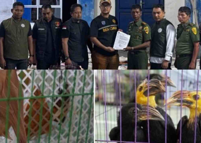 Nyaris Lolos ke Luar Negeri, Penyelundupan Ratusan Satwa Dilindungi Digagalkan Bea Cukai di Aceh Timur