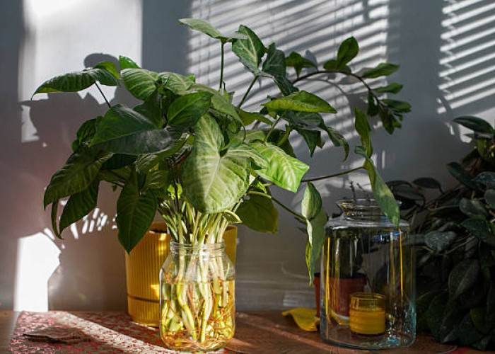 5 Rekomendasi Tanaman Hias Hidroponik yang Bikin Ruangan Sehat dan Indah