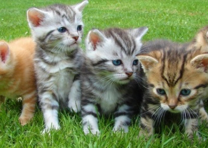  Puluhan Ekor Kucing di Tasikmalaya Dibantai, Organ Dalamnya Diambil