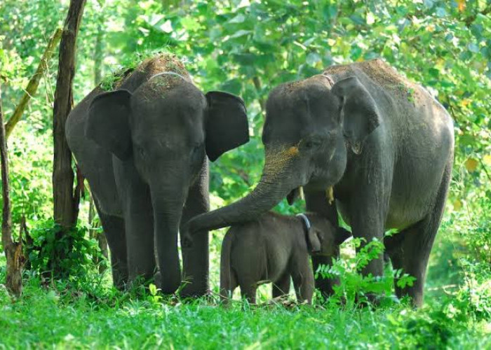 Kawanan Gajah Resahkan Warga OKU Selatan, Sering Rusak Kebun 