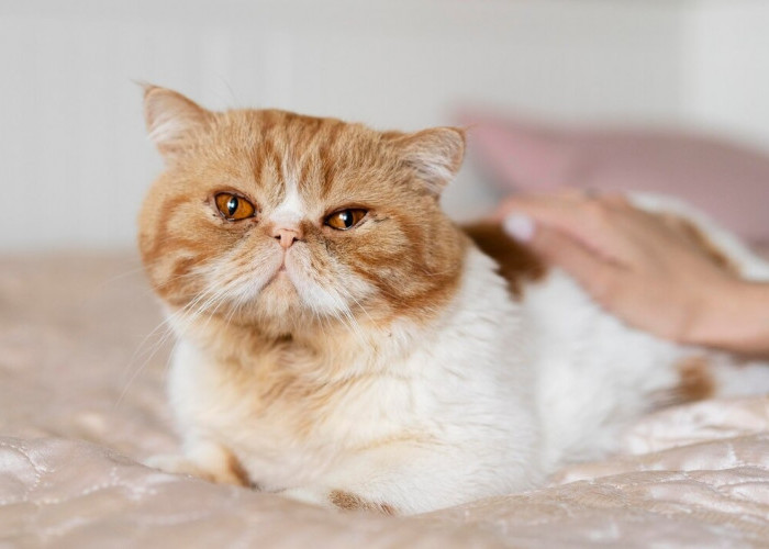 Inilah Alasan Mengapa Kucing Senang Menggosokkan Tubuhnya ke Kaki Manusia