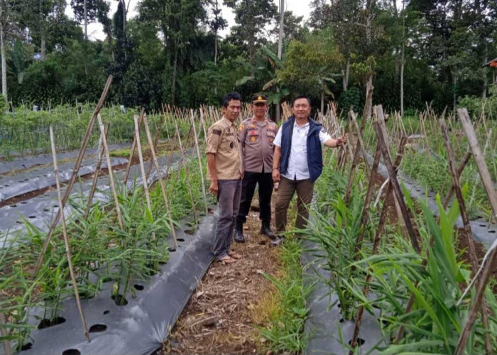 Cukup Seduh Tanaman Ini, Tubuh Langsung Hangat! Rahasia Jahe Gajah dari Muara Payang Lahat
