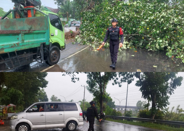Pohon Tumbang di Jalan Raya, Personel Satbrimob Polda Sumsel Batalyon B Pelopor Atur Lalin Cegah Kemacetan