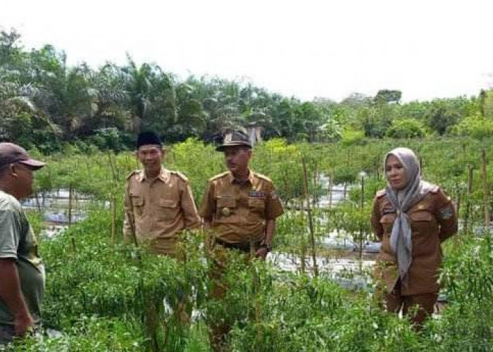 Tim Pertanian Muratara Monitor Kebun Penerima Bantuan, Ternyata Ini Tujuannya