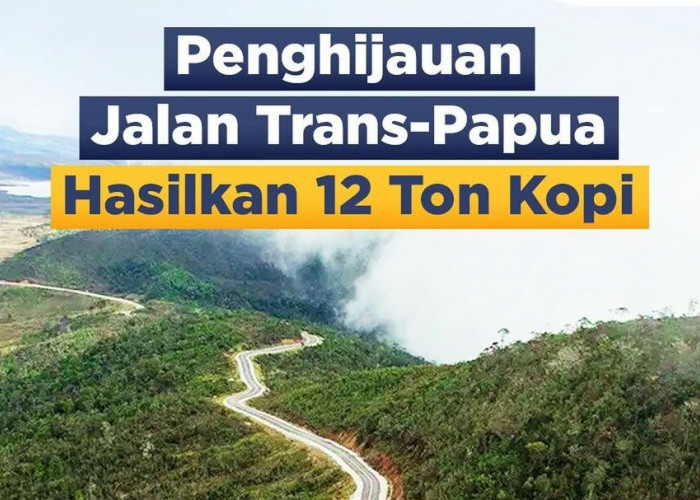 WOW, Penghijauan Jalan Trans Papua, Hasilkan 12 Ton Kopi di Tahun 2023