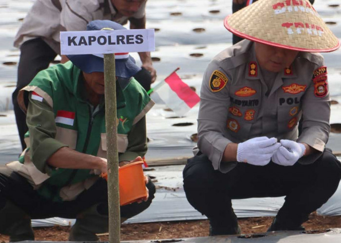 Kapolres Lahat AKBP Novi Edyanto Turun Langsung Tanam Bawang Putih Seluas 1 Hektare di Kota Agung