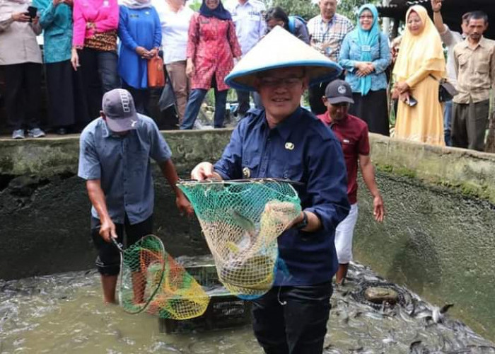 Kelompok Tani di Pagaralam Berhasil Kelola Budi Daya Ikan Secara Mandiri