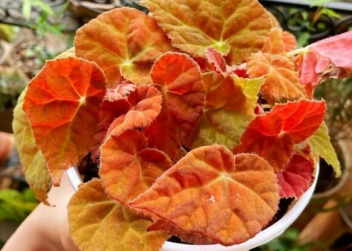 Begonia Autumn Ember, Jenis Tanaman Hias Paling Dicari Orang di Tahun Ini, Kenapa? Ini Alasannya