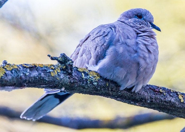 MALAPETAKA! 4 Jenis Burung Perkutut Ini Dilarang Dipelihara Anak Muda, Mengapa?
