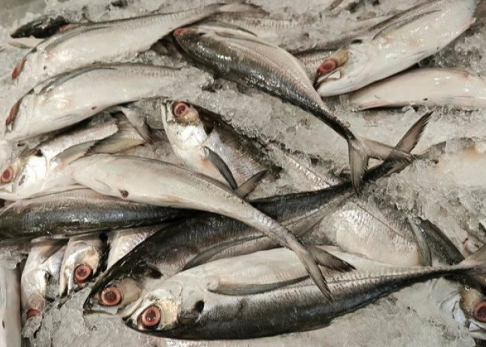 4 Daerah yang Menghasilkan Banyak Ikan di Indonesia, Sebagian Ikan Berasal dari Sini Lho
