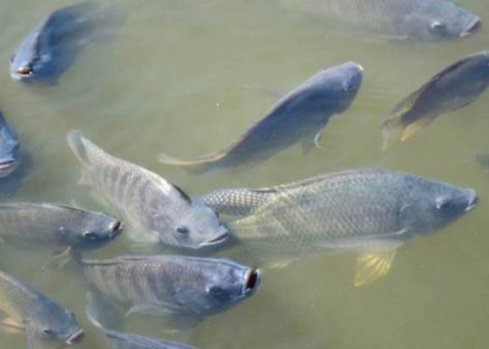 Umpan Mancing Ikan Nila Kolam Air Hijau, Jangan Pakai Jenis yang Satu Ini!