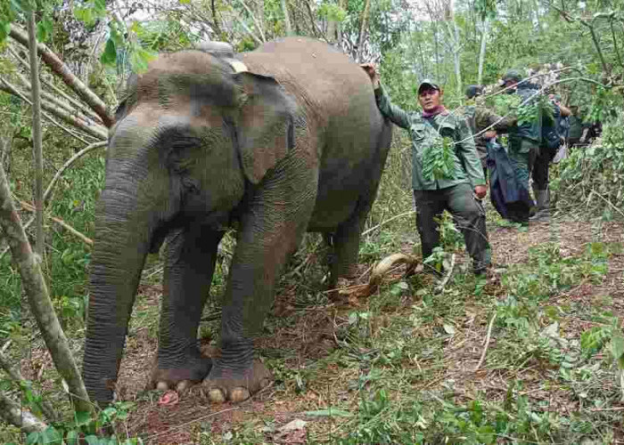 Pusat Kajian Sejarah Sumsel Lakukan Kajian Gajah Palembang di Air Sugihan   