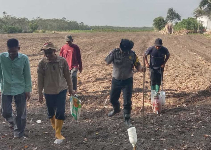 Mandiri Pangan! Polsek Tanjung Raja Tanam 24 Kg Bibit Jagung di Desa Belanti, Cek Prediksi Panennya