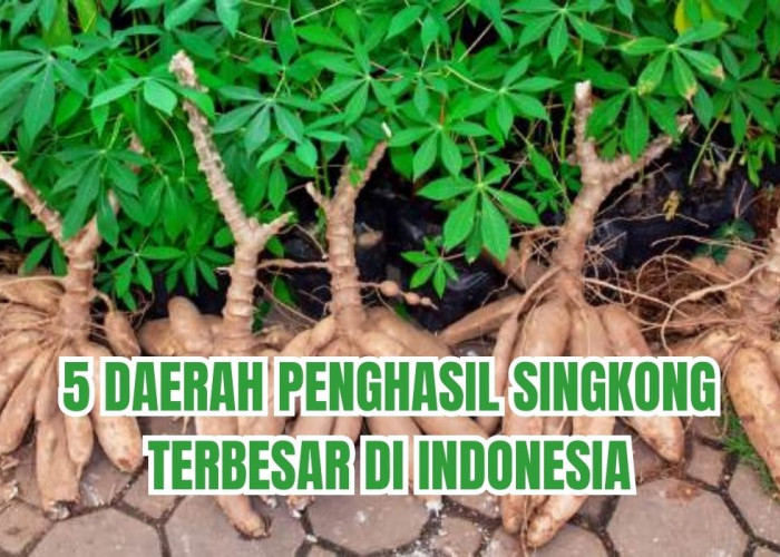 Kualitas Singkong Indonesia Terkenal Hingga Mancanagera, Produksi Singkong di Daerah Ini Bikin Geleng Kepala
