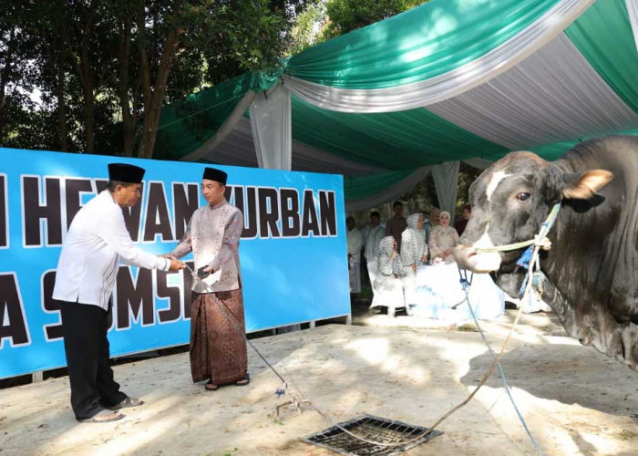 Tembus 579 Ekor! Polda Sumsel Tebar Ratusan Sapi dan Kambing Kurban hingga ke Titik Terjauh Muratara