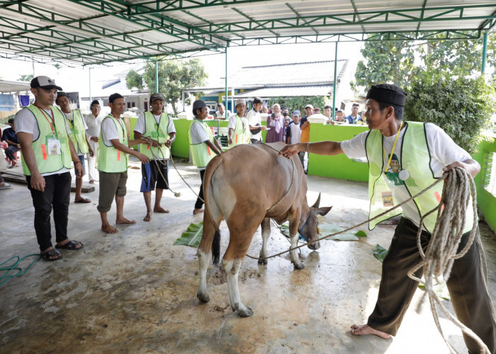 Wong Kito Ganjar Salurkan Hewan Kurban di 3 Wilayah di Kota Palembang 
