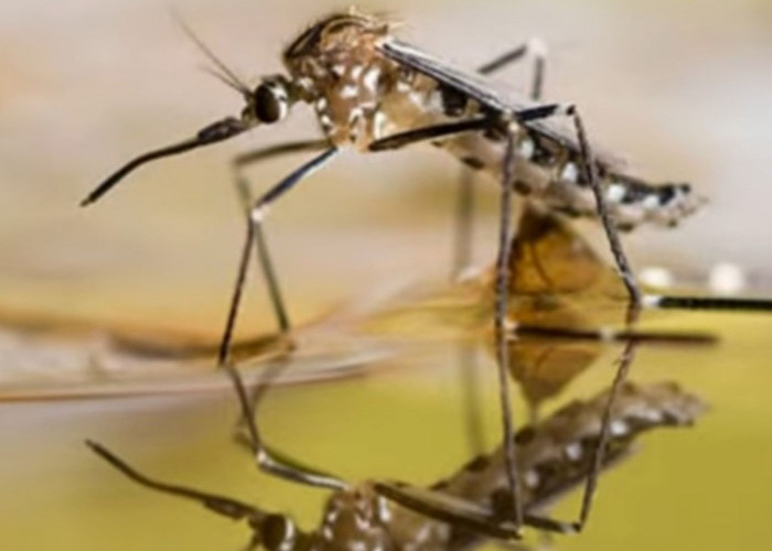 Jangan Takut, Ini 5 Cara Mengusir Nyamuk Tanpa Bahan Kimia