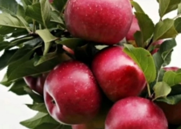 Fakta Menarik: Ternyata  Buah Apel Bisa Menghilangkan Rasa Kantuk