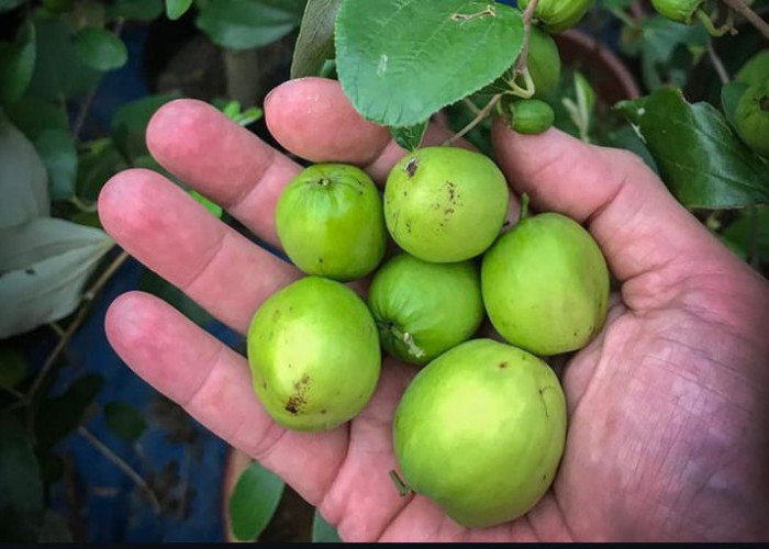 10 Manfaat Mengkonsumsi Buah Bidara Bagi Kesehatan Tubuhmu, Kamu Harus Coba dan Rasakan Sendiri Khasiatnya!