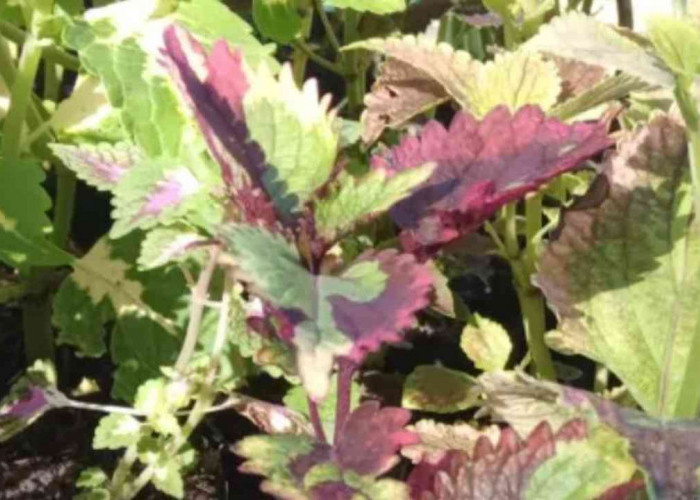 Terlihat Biasa di Pekarangan, Tanaman Ini Diam-Diam Punya Khasiat Herbal Dahsyat