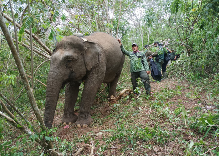 Warga Desa Benakat Minyak Waspada Kehadiran Gajah Liar