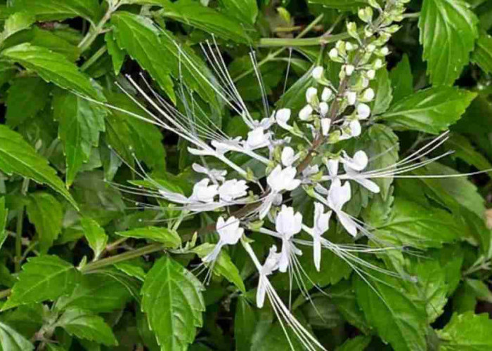Tidak Perlu Obat Mahal! Kumis Kucing Bisa Jadi Penyelamat Kesehatanmu