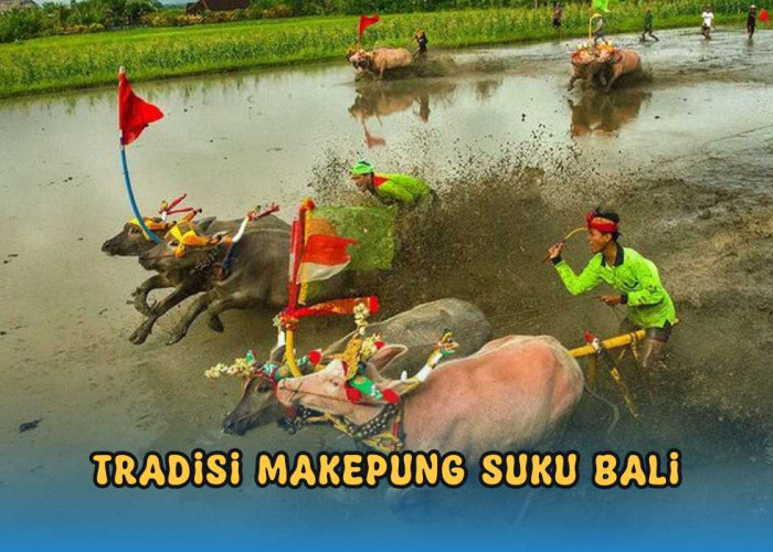 Makepung, Tradisi Balapan Kerbau di Bali, Atraksi Wisata Populer yang Ditunggu Wisatawan
