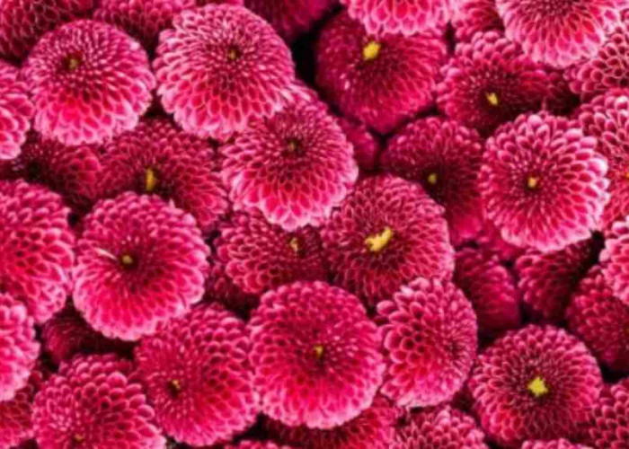 Cantik Tapi Berbahaya! 5 Tanaman Hias Ini Jangan Pernah Ditaruh di Kamar Tidur