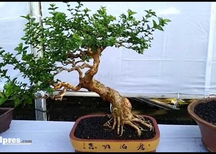 Unik dan Menarik! Ragam Jenis dan Gaya Bonsai Ini Cocok Jadi Hiasan Rumah kamu