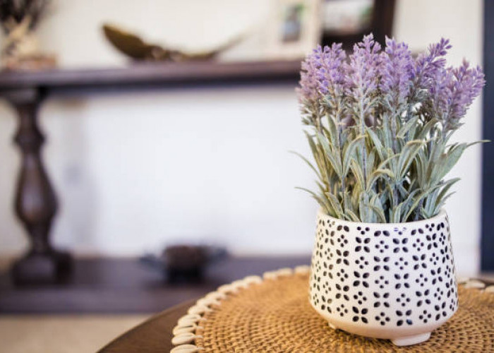 3 Tanaman Hias Anti Nyamuk untuk Ruang Tamu yang Elegan