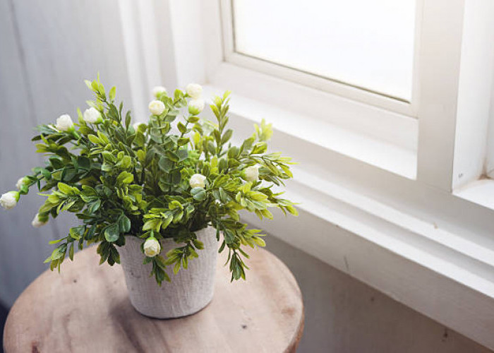 4 Tanaman Hias yang Bikin Kamar Tidur Sehat