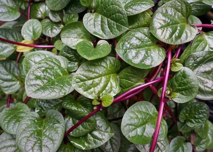 3 Cara Menggunakan Daun Bihanong untuk Wajah, Dijamin Muka Tampak Segar, Sehat dan Cantik Alami!