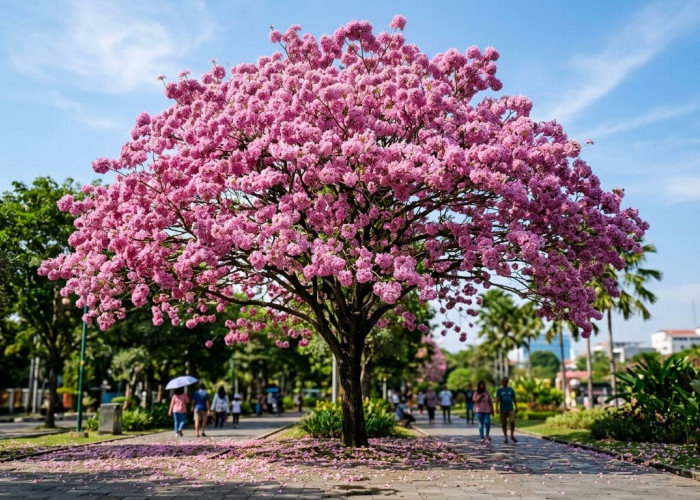 Serasa di Jepang! Pesona Pohon Tabebuya Berbunga Lebat Ubah Suasana Kota Jadi Mirip Negeri Sakura yang Memukau