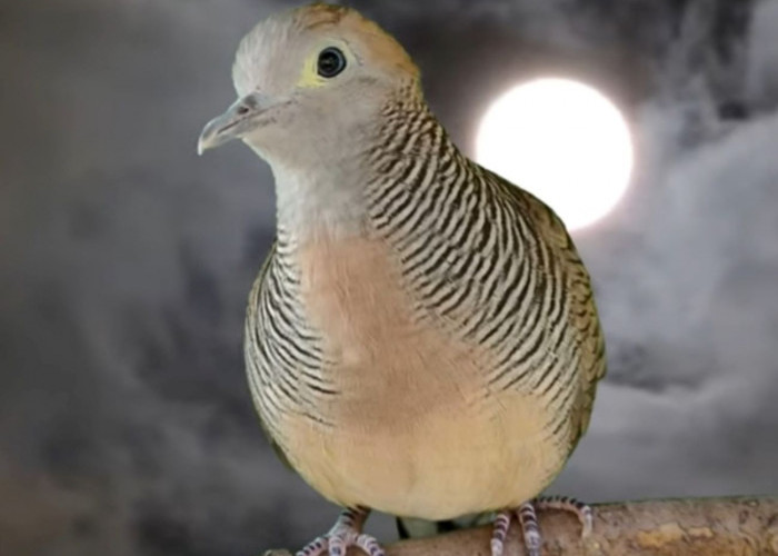 Paling Cocok Dipelihara ABDI NEGARA, Inilah 3 Jenis dan Keistimewaan Burung Perkutut Paling Langka