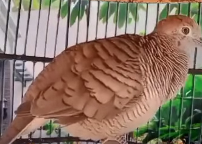 Bagaimana Sih Membuat Suara Burung Perkutut Gacor Plong? Ikuti 14 Cara Ini