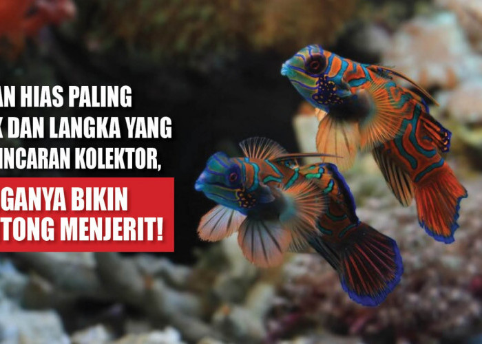 7 Ikan Hias Paling Unik dan Langka yang Jadi Incaran Kolektor, Harganya Bikin Kantong Menjerit!