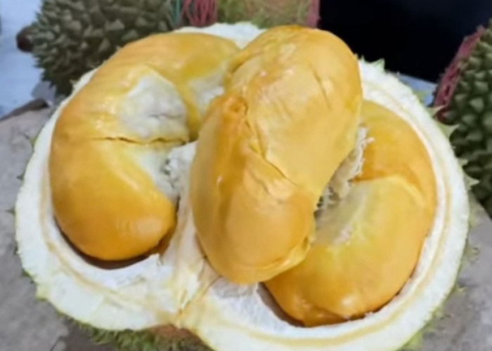 6 Jenis Buah Durian Paling Terkenal dan Manis, Nomor 4 Daging Tebal dan Warna Orange
