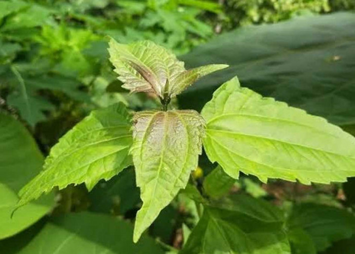Sering Dianggap Gulma, Ternyata Daun Balakacida Punya 7 Manfaat untuk Kesehatan
