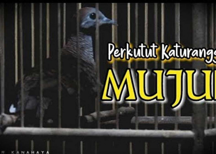 Jadi Simbol Kehidupan yang Terarah dan Penuh Berkah, Perkutut Jenis Ini Bisa Membuat Pemiliknya Kaya Raya