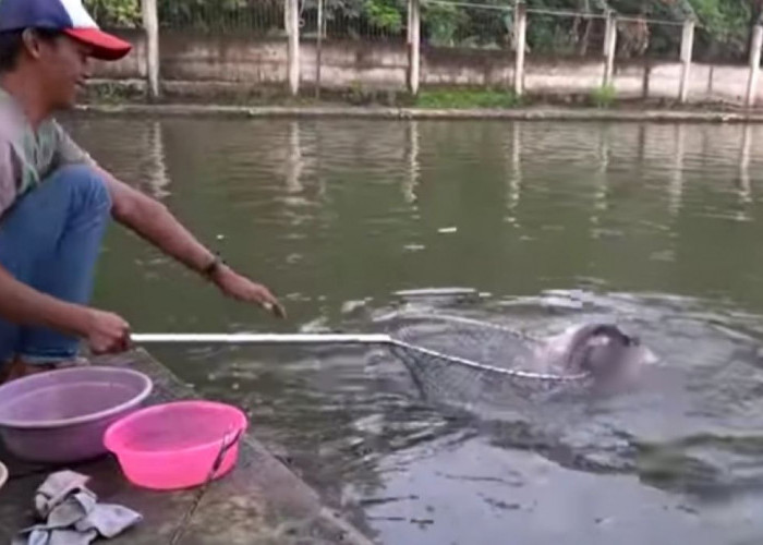 Berikut 3 Jenis Umpan Racikan Untuk Mancing Ikan Patin