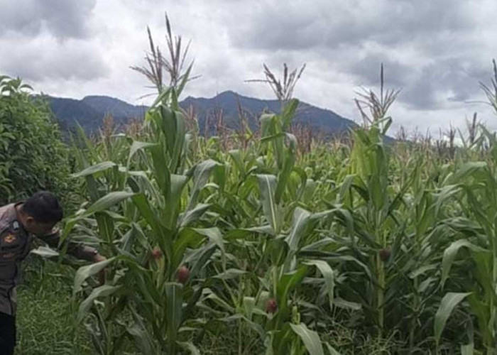 Dukung Ketahanan Pangan Nasional, Polres Lahat Kawal Keberhasilan Panen Jagung Warga