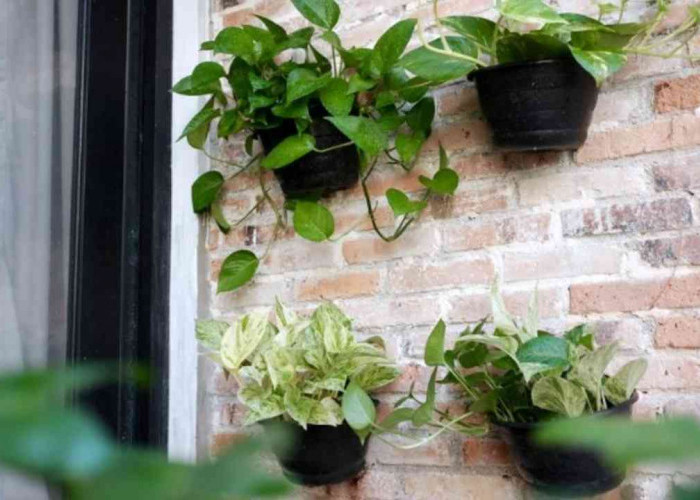 Rumah Jadi Asri dan Adem! Ini 4 Tanaman Gantung Favorit yang Paling Banyak Dicari