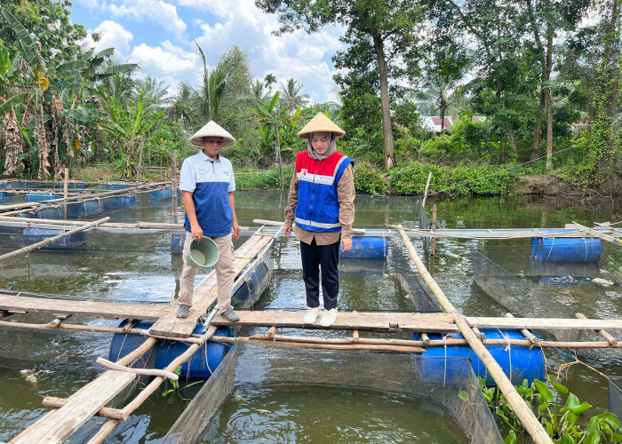 Ubah Bekas Galian C, Pertamina Ciptakan Program Budidaya Ikan Air Tawar di Kampung Kreatif Sugihwaras