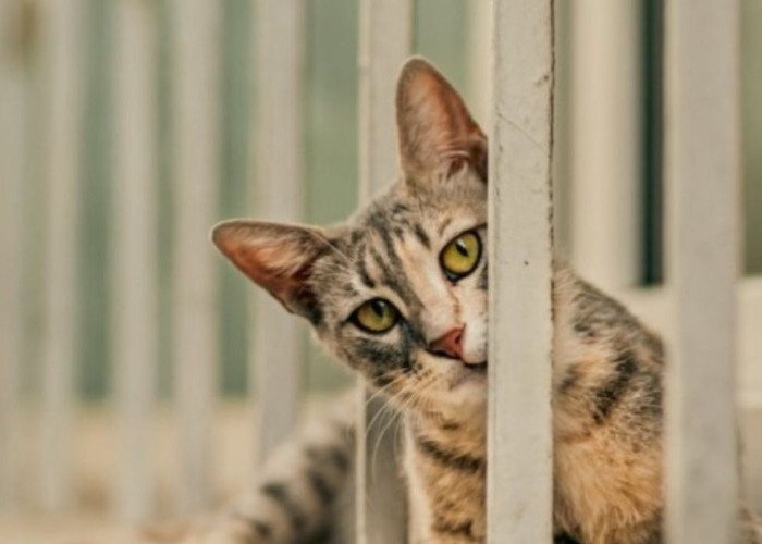 8 Cara Ini Bisa Bikin Bulu Kucing Gak Rontok Lagi, Si Anabul Bakal Tambah Lucu Banget